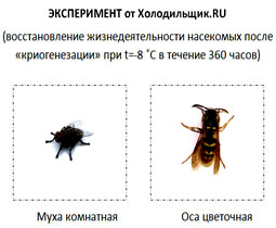 Эксперимент с мухой и осой от Холодильщик.RU: 'Восстановление жизнедеятельности насекомых после 'криогенезации' при t=-8 °C в течение 360 часов'...