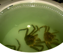 Круглая ванна для крабов (система жизнеобеспечения снабжает ванну холодной морской водой, насыщенной кислородом...)